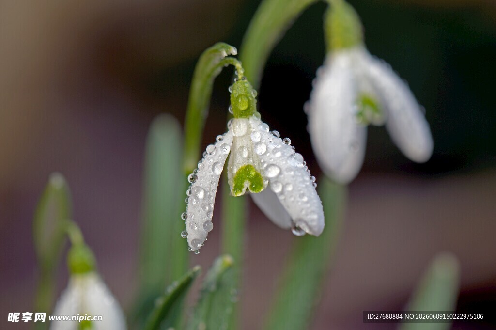 雪花莲特写晶莹露珠装点