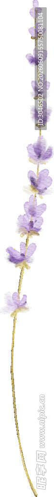 紫色花卉特写