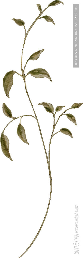 简约绿枝植物插画