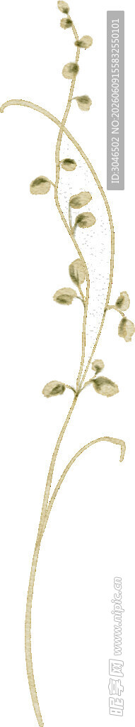 纤细植物枝条 简约线条美
