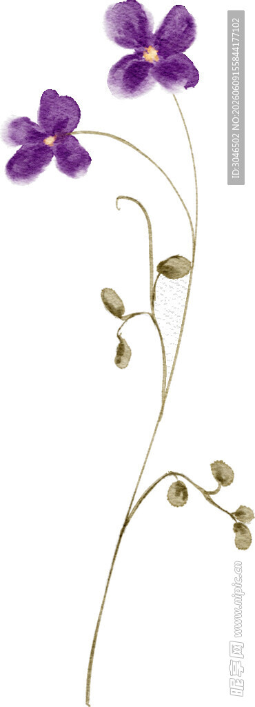紫色小花优雅自然之美