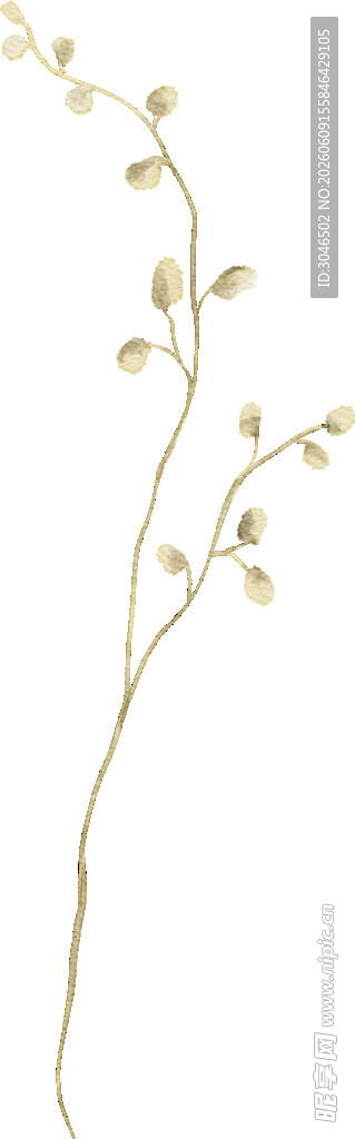 金色枝叶装饰植物