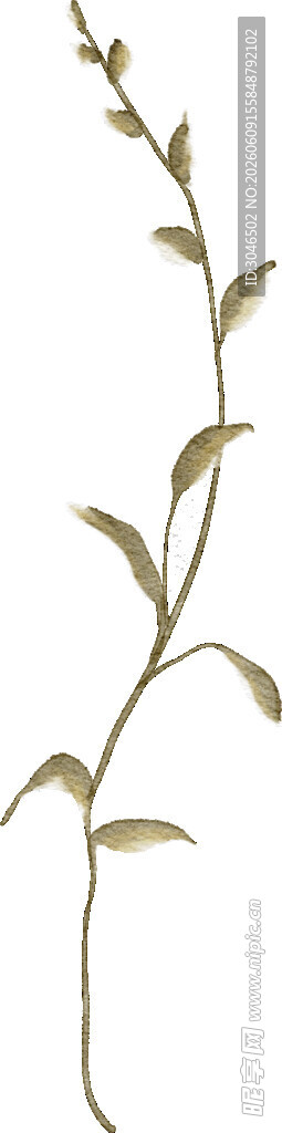 细长植物枝条特写