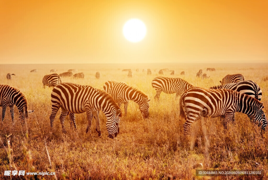 夕阳下草原上的斑马群