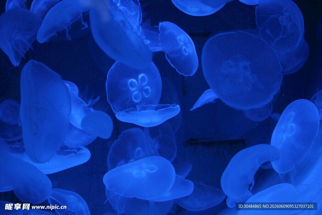 梦幻蓝色水母群