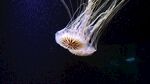 梦幻水母在水中优雅游动