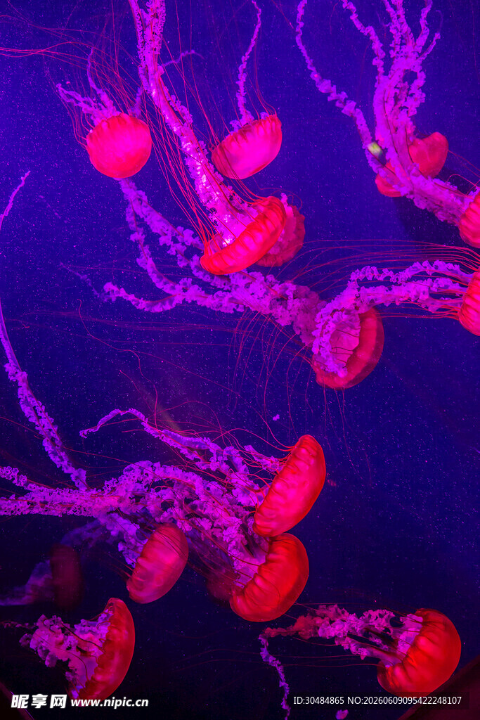 梦幻水母在水中优雅游动
