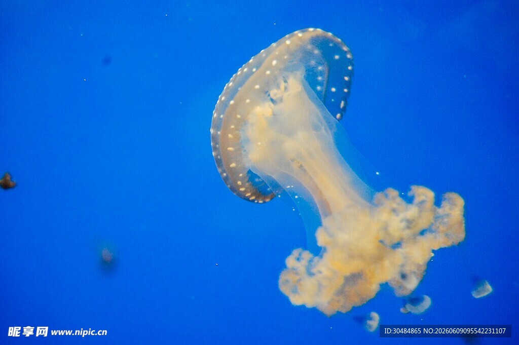 蓝色海洋中的梦幻水母