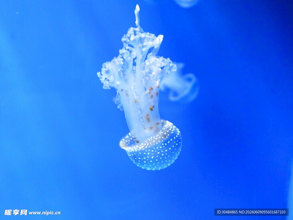 水母