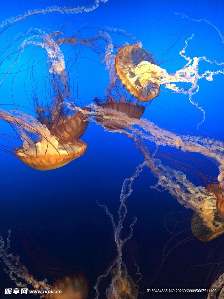 蓝色海洋中的梦幻水母