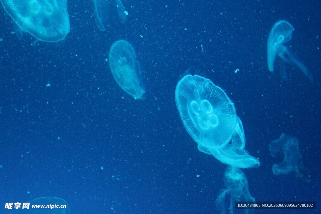 深海中游动的透明水母