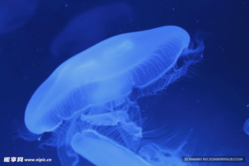 梦幻水母在水中飘逸