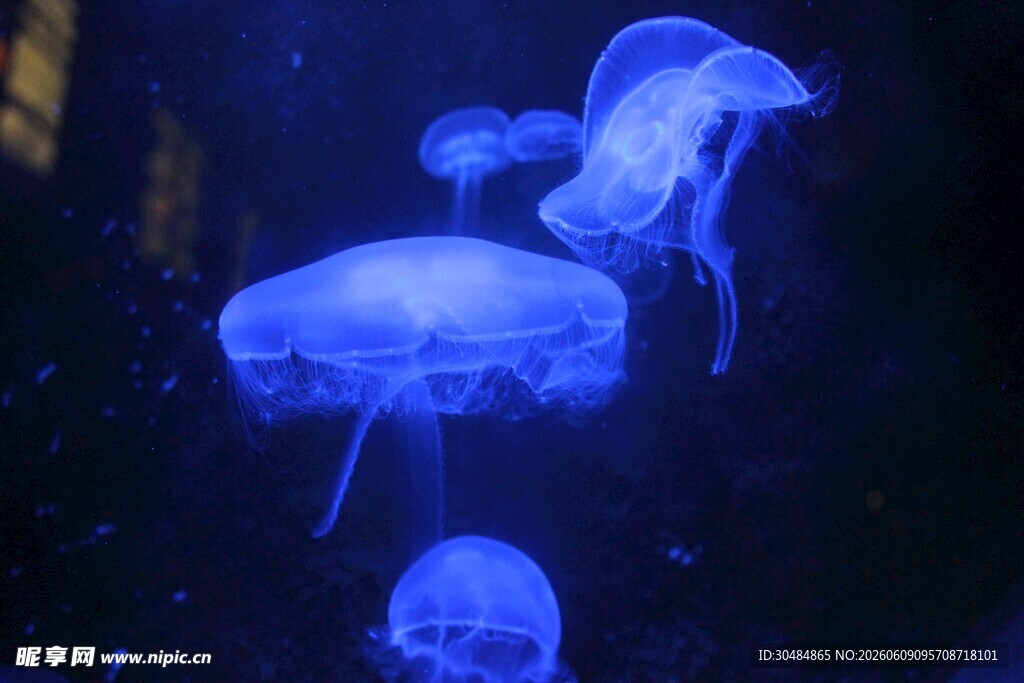 梦幻蓝水母在水中游动