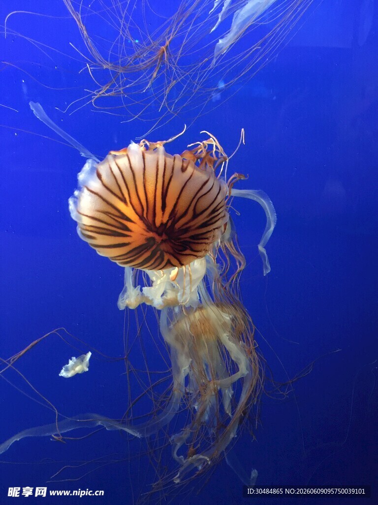深海中游动的绚丽水母