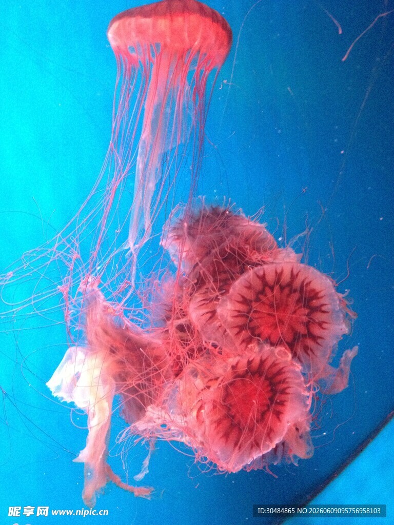 梦幻粉色水母在水中摇曳