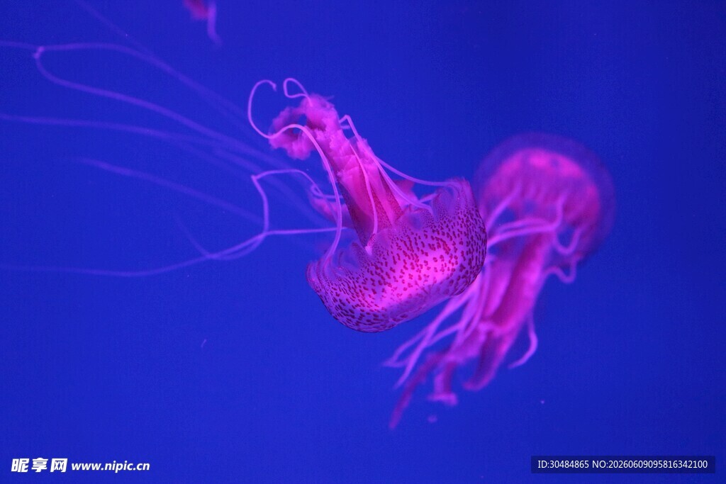 梦幻紫水母在深海舞动
