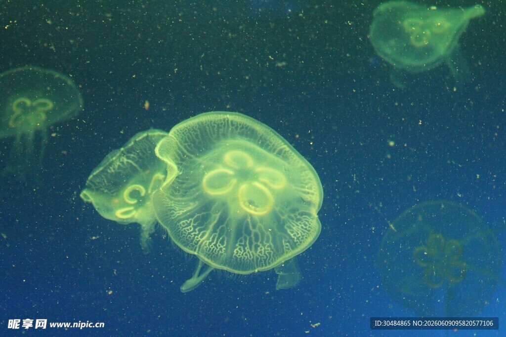 梦幻水母在深海中游动