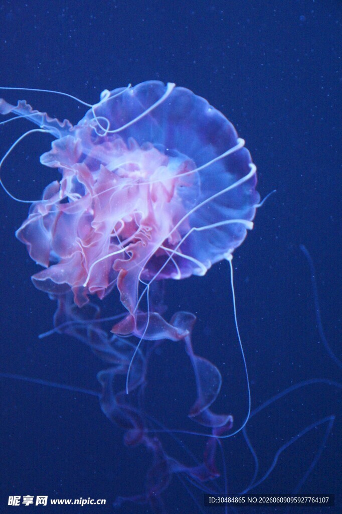 梦幻水母在深海中飘逸