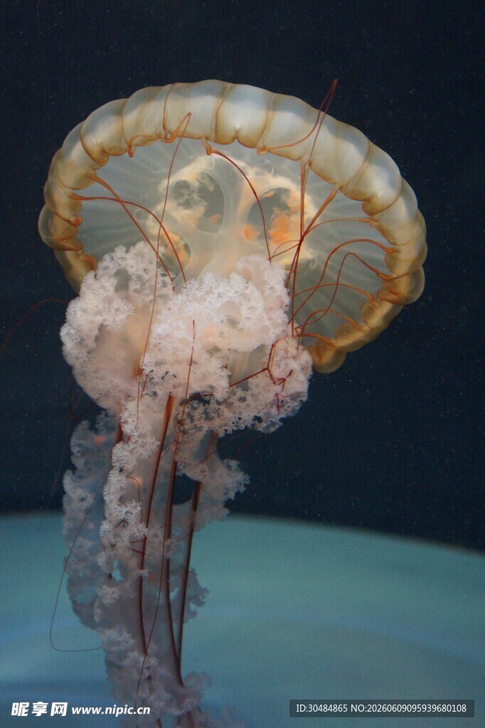梦幻水母在水中优雅游动