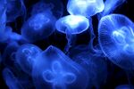 梦幻蓝色水母群