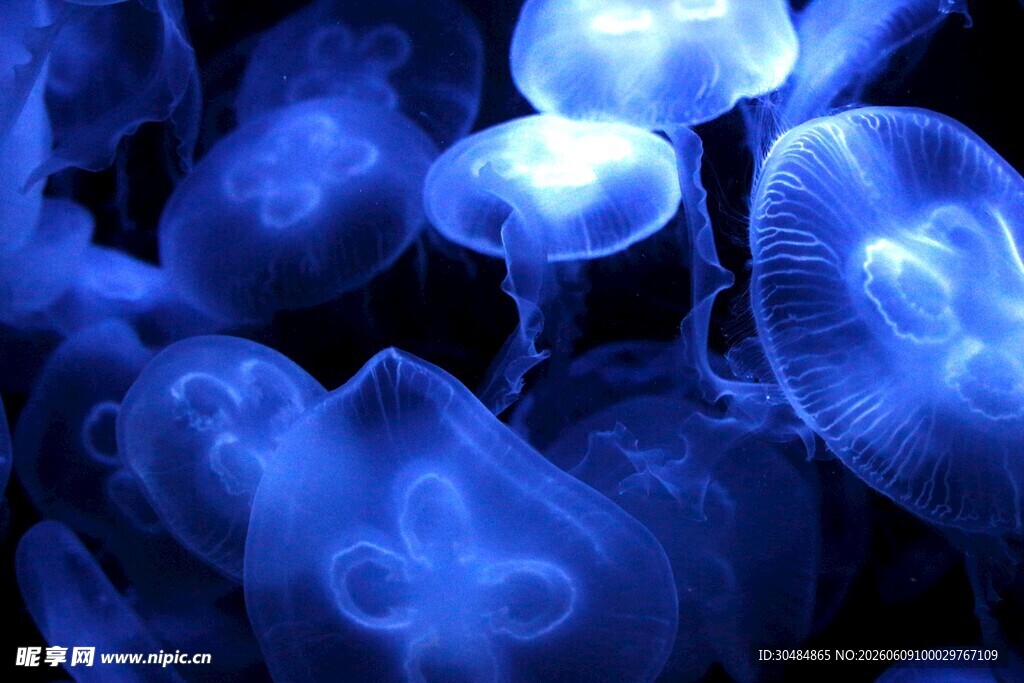 梦幻蓝色水母群