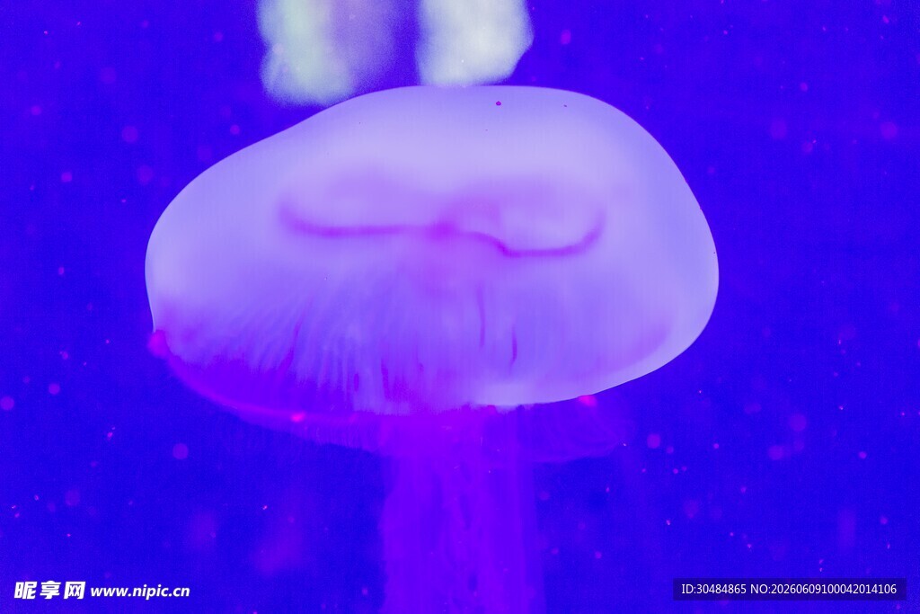梦幻紫色水母