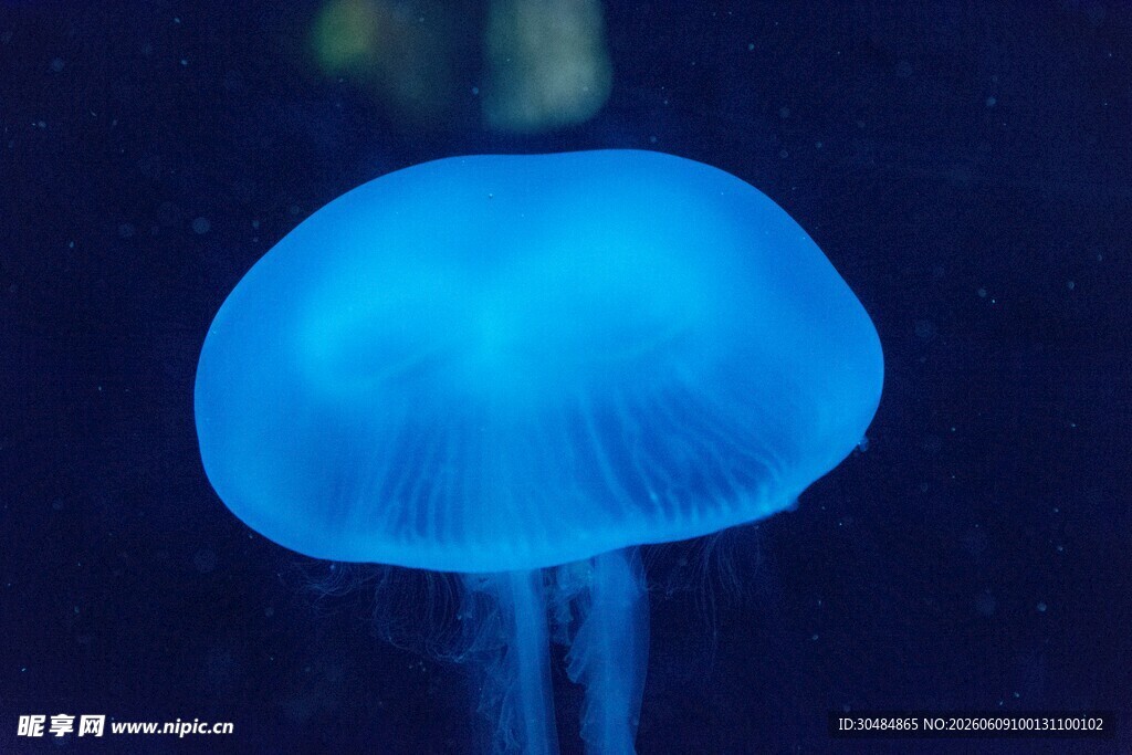 蓝色水母特写