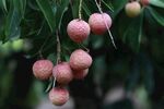 枝头粉嫩荔枝果实