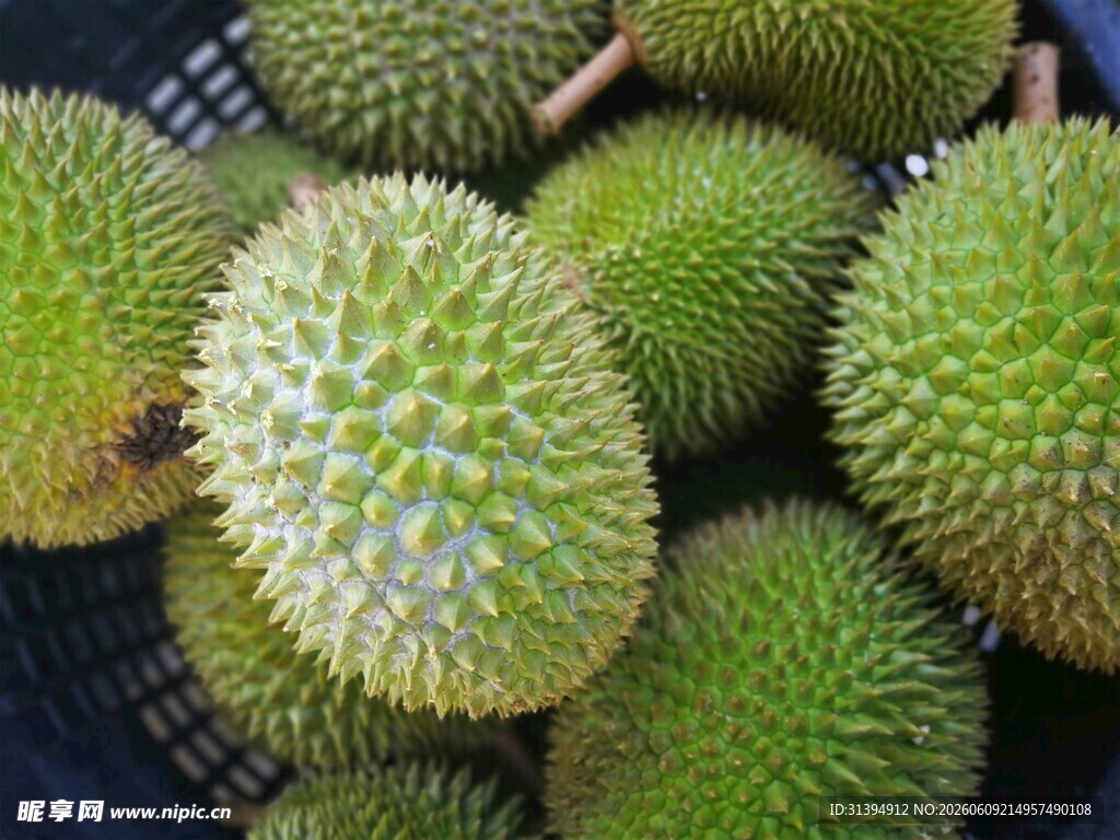 新鲜饱满的榴莲果实