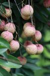 枝头饱满荔枝果实累累