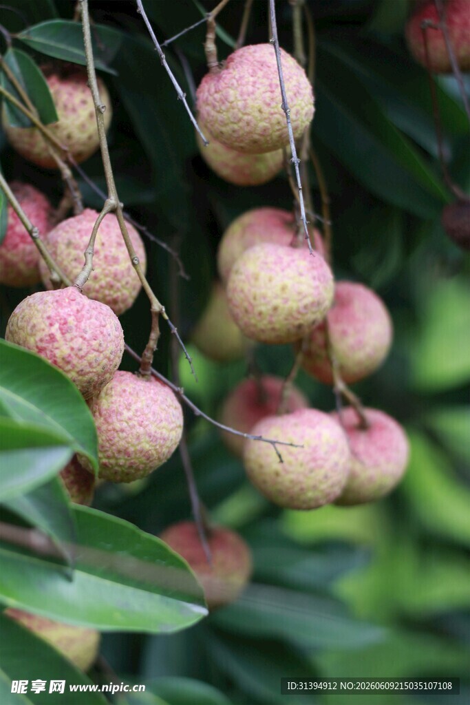 枝头饱满荔枝果实累累