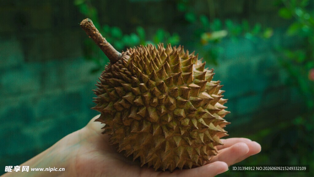 手捧榴莲果