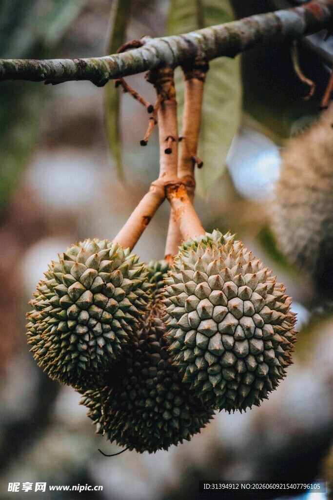 枝头悬挂的新鲜榴莲