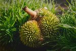 草地上的榴莲与榴莲壳