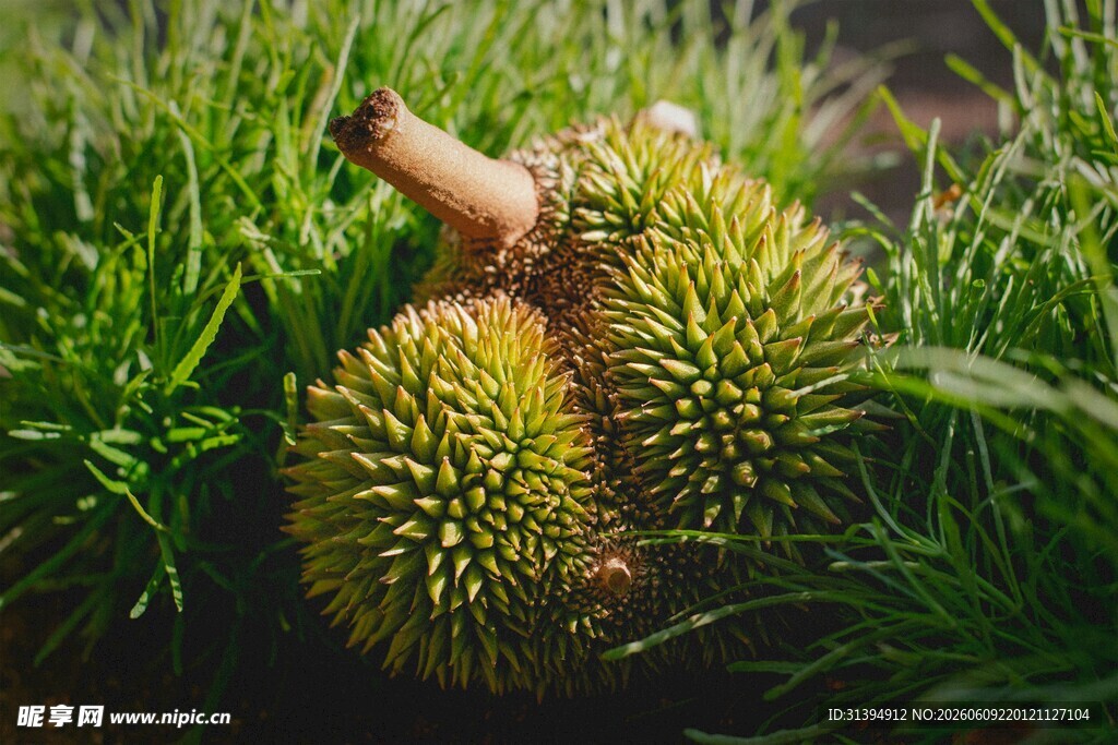 草地上的榴莲与榴莲壳