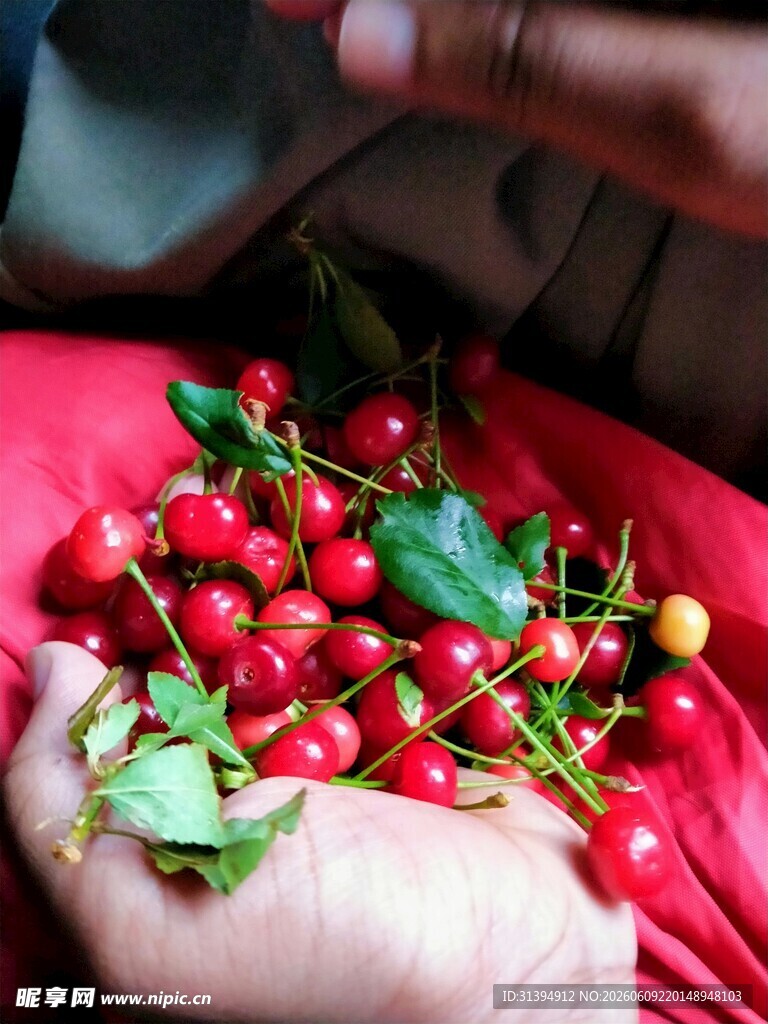 手捧鲜红饱满的诱人果实