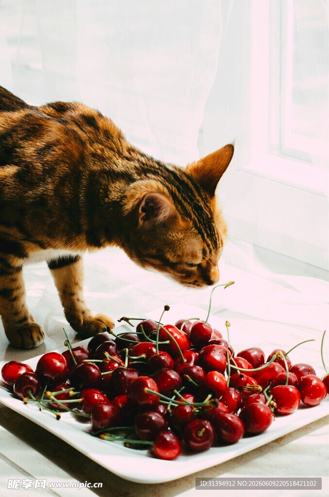 猫咪嗅闻盘中鲜红樱桃