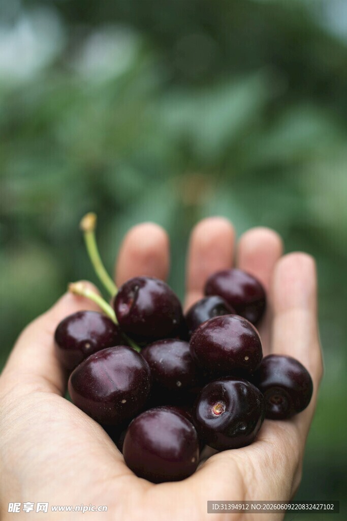 手捧紫黑饱满新鲜樱桃