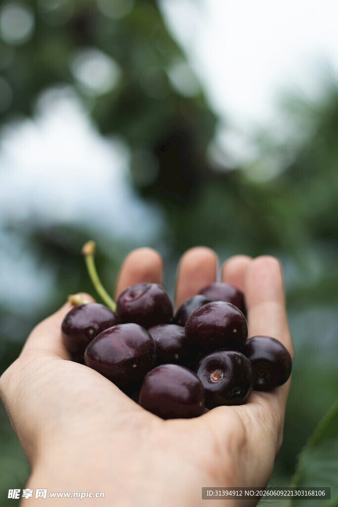 手捧紫黑饱满的新鲜樱桃