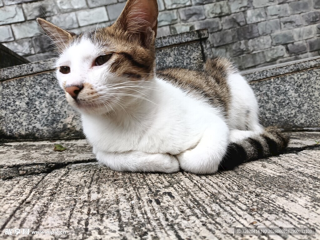 悠闲猫咪趴于石质地面