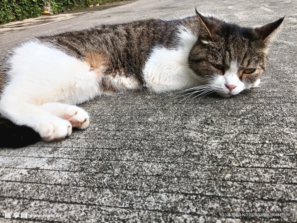 慵懒猫咪惬意躺地