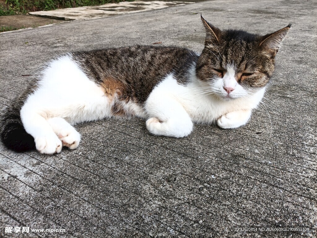 趴地的花猫