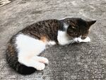 蜷卧的花猫