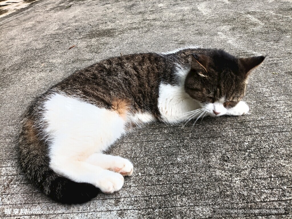 蜷卧的花猫
