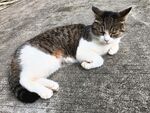 趴地花猫