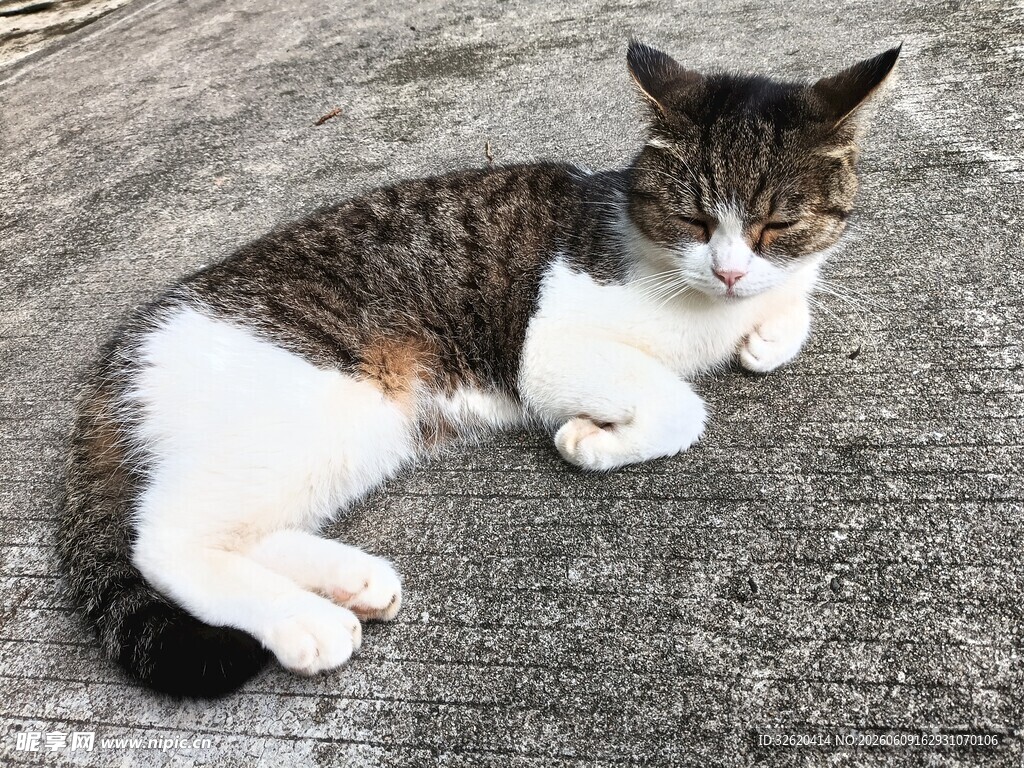 趴地花猫