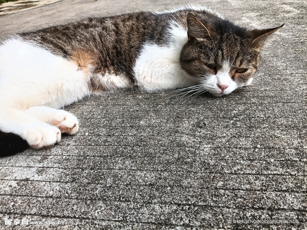慵懒猫咪惬意躺地