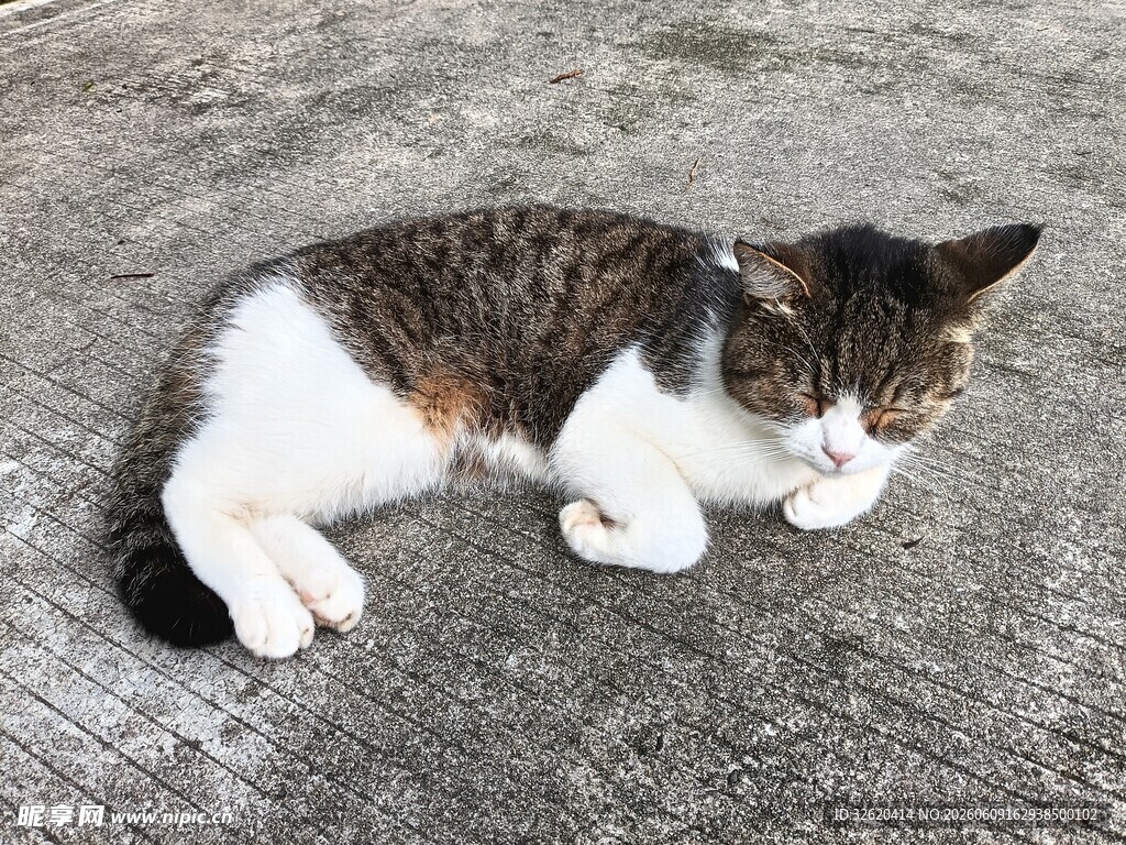 趴着的三色猫咪