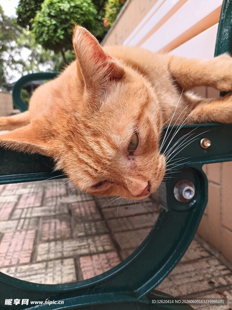 橘猫慵懒趴椅上