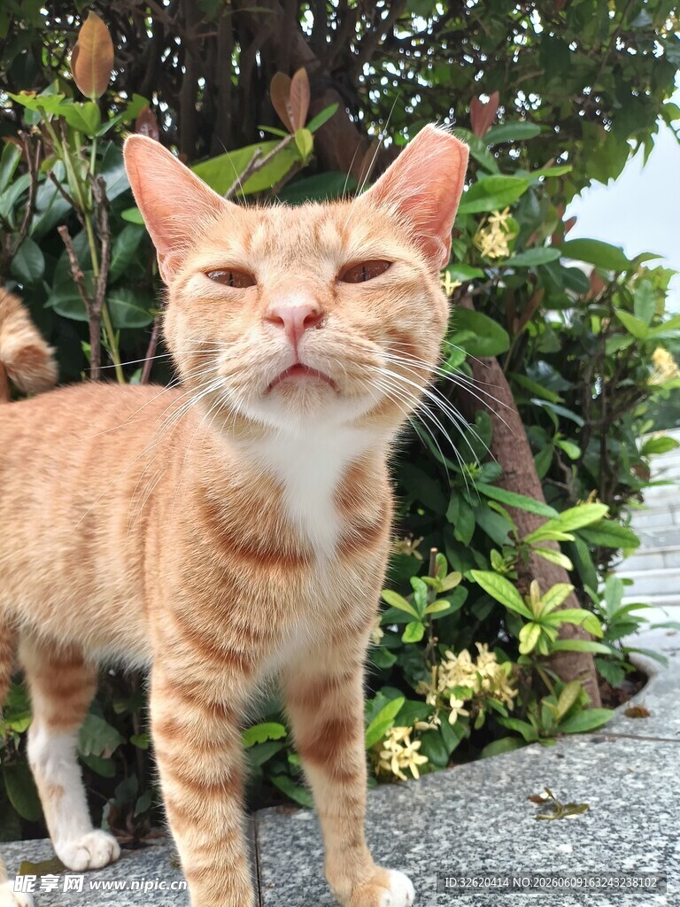 橘猫眯眼表情超可爱